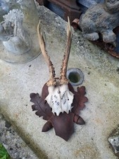 TROPHEE CHASSE MASSACRE BOIS  CABINET DE CURIOSITES