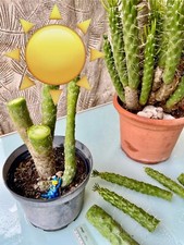 Opuntia subulata monstrosa / cactus et plante grasse à aiguilles longues