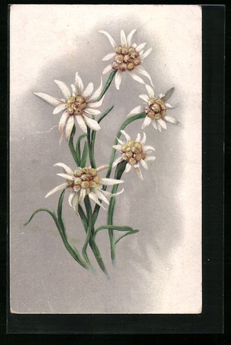 Cinq fleurs edelweiss carte - cinq,