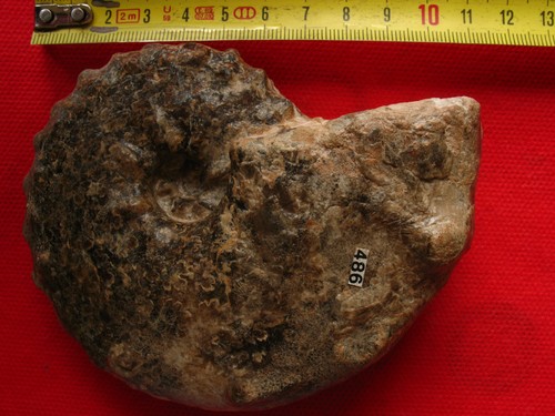 Ammonite turonien - ammonite,