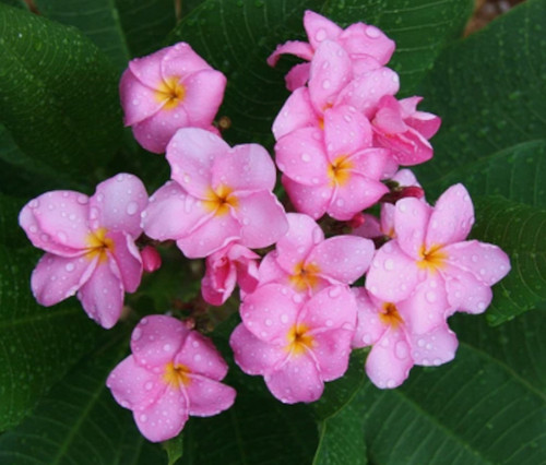 Graines plumeria - 10,