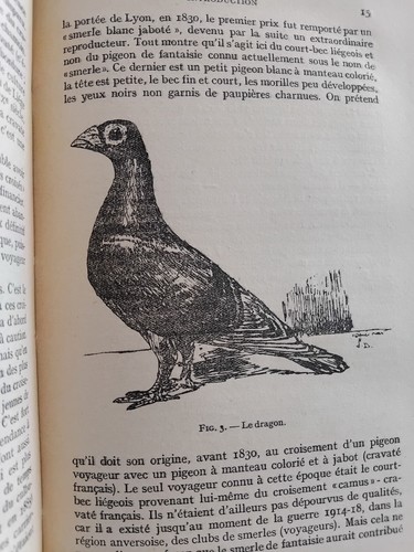 Pigeon voyageur 1950 - pigeon,