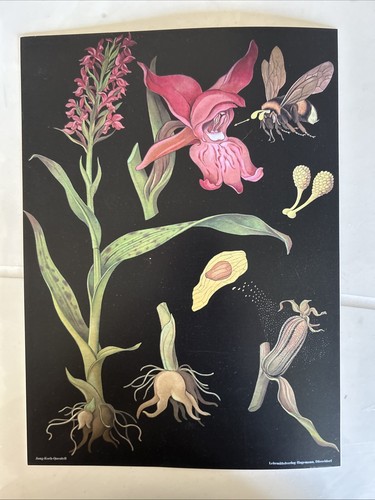 Affiche scolaire planche - scolaire,