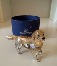 Chien golden retriever - chien,