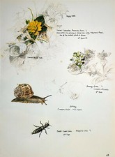 1984 Imprimer Botanique Ortie