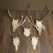 Crâne De Cerf 5X Lot Petit
