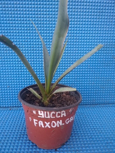 Yucca faxon gau - yucca, faxon-gau