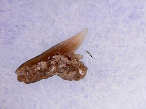 Shark tooth dent requin - dent,