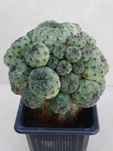 Sulcorebutie rauschii variety - rauschii,