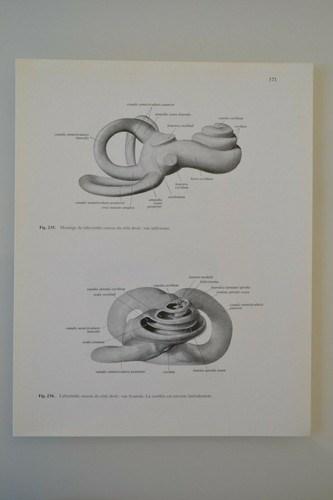 Planche anatomie humaine - planche,