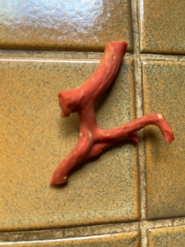 Branche corail corse 7 - corail,