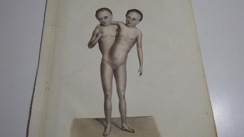 1850 color lithograph - lithograph, siamese