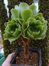 AEONIUM PSEUDOTABULIFORME