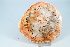 Bois petrifié du Madagascar