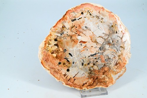 Bois petrifié madagascar - bois,
