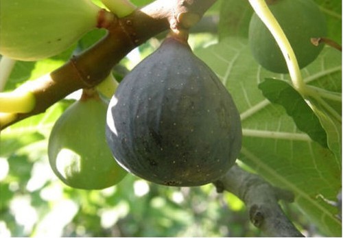 Ficus carica sultane - ficus, "sultane"