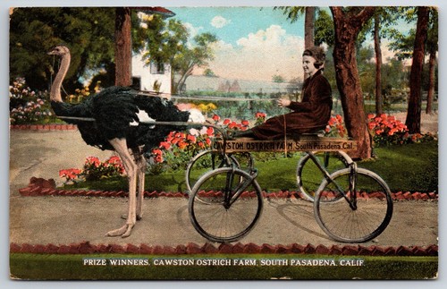 Vintage prize winners ostrich - vintage,