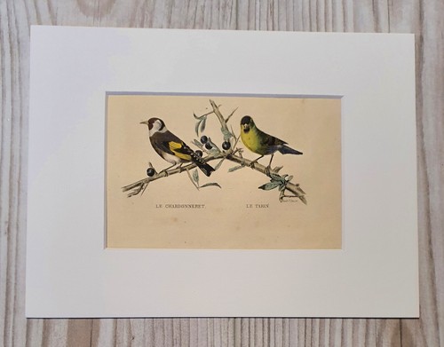 Orig gravure oiseau buffon - orig., d'oiseau