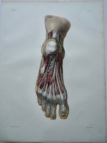 Bourgery jacob anatomie 1844 - bourgery,