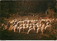 Animaux - Moutons - Provence - Troupeau de moutons dans le sous-bois - CPM - Voi