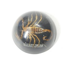 Real Scorpion in Resin Dome