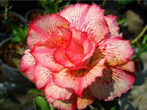 Graines rose du désert - rose,