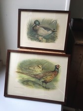 « Lot  de 2 tableaux vintage, Représentant canard et faisane 25 X 19 cm