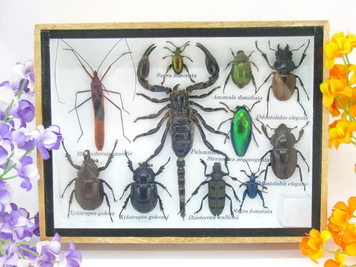 Insectes exotiques réel - exotiques,