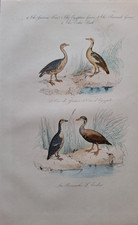 Gravure oiseau 19°