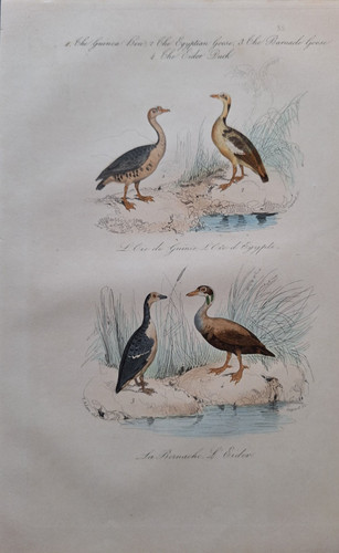 Gravure oiseau - , 19°