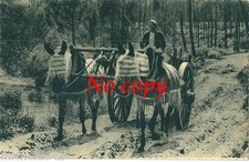 CPA Bassin d Arcachon Attelage de mules mulet âne Gironde charette cocher