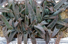 ALOE MEGALACANTHA 1 plant cactus kakteen cacti caudex plante grasse succulenten