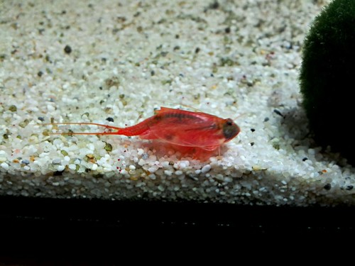 Triops cancriformis - cancriformis,