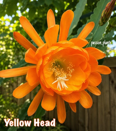 Rare epiphyllum yellow - -, head