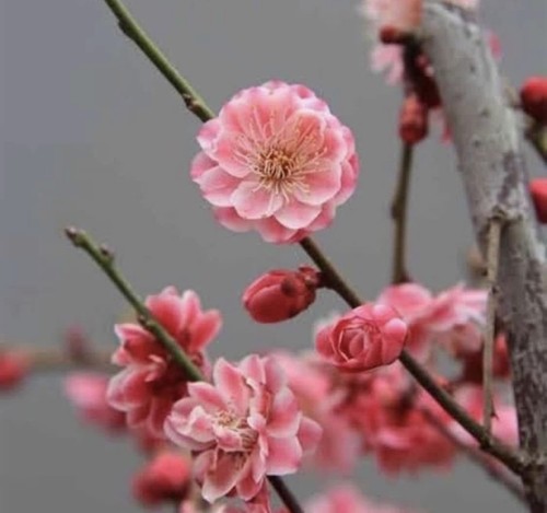 Prunus mume kusudama tree - 'kusudama',