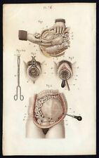 Cabinet de curiosité planche