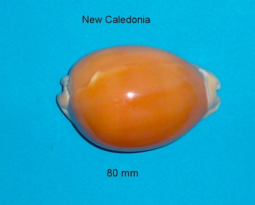 Cypraea aurantium new - ,