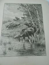 1905 Image Print Etude d'Elans par Rotïg