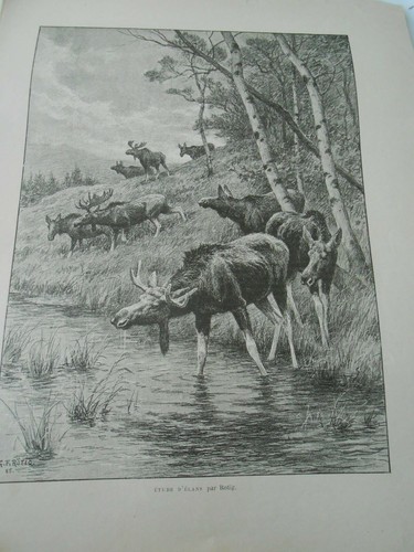 1905 image print - 1905, d'elans