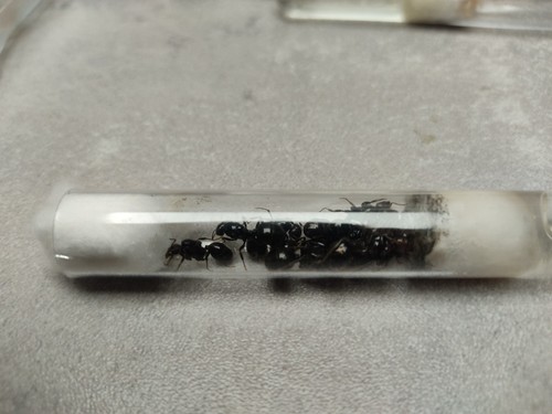Fourmis messor barbarus - fourmis,