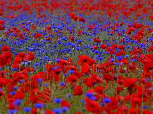 Mélange prairie - 20, m²