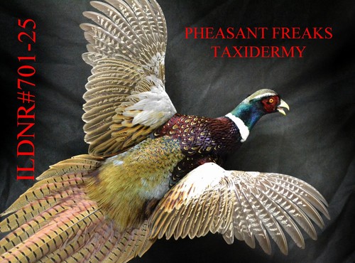 Pheasant taxidermy mount - pheasant,