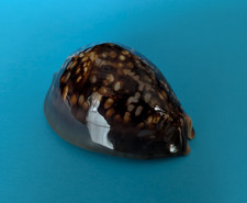 Cypraea mauritiana 72,7 mm