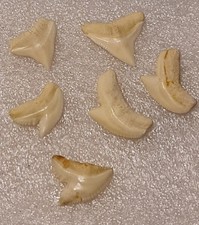 Lot De 5 Dents De Requin Tigre