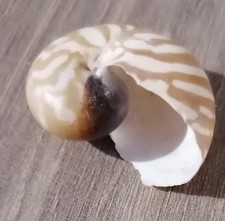 nautilus de toute petite