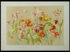 FLEURS, TULIPES ART NOUVEAU FRANÇAIS - LITHOGRAPHIE 1901, FORRER