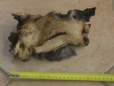 Belle petite racine de mangrove 22 cm x 15 cm env / terrarium ou nano aquarium 