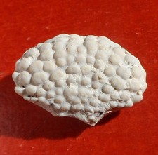 CRABE FOSSILE MIOCÈNE D'UKRAINE , DAIRA