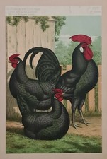 Les coqs vers 1890 Estampe en couleur Animaux Elevage Presse