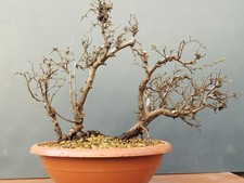 Bonsaï carpin blanc 33 x 41